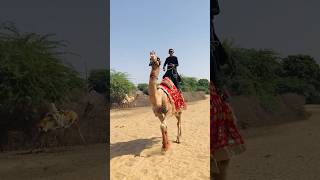 A camel that runs away from cars 🚗 #shorts  #shortvideo  #youtubeshorts