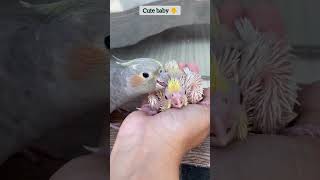 Cockatiel baby 🐥#shorts #cockatiel #babycockatiel #birdchick #babybird #parrot #petslover #cute