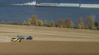 Rice and Soybean Harvest by the Mississippi River