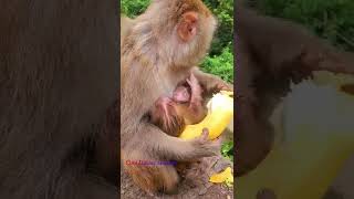 Have Never Seen Twin Like This. Lucky Monkey Gave Birth To Rare Twin