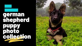 A day with max/German Shepherd double coat puppy/photo collection