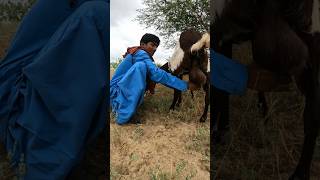 sheepboy drinking goat milk