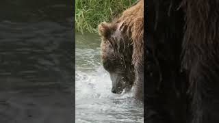 Amazing salmon hunt #bear #animals #salmon