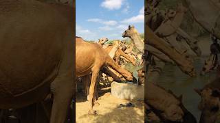 Camels drinking water 🚰 #shorts  #shortsviral #youtubeshorts