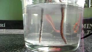 Electrolysis of salt water