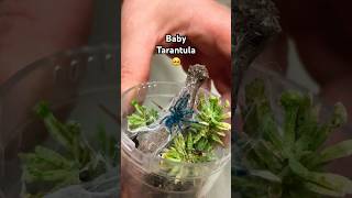 Baby Tarantula Is Called A ‘Sling’. CUTE! #tarantula #spider #tarantulas #exoticpets