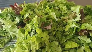 Organic salad leaves harvested 11/09/22