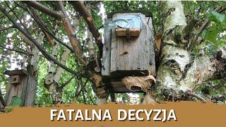 Fatalna decyzja - usuwanie gniazda - likwidacja gniazda - gniazdo szerszeni - szerszenie