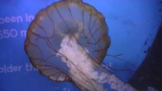 Jelly Fish at Sea Life Birmingham.