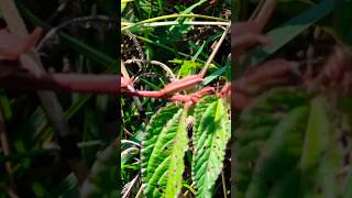 Nature is Life #viralvideo #nature #viral #shorts #foryou #short #shortsviral #shortsfeed #fyp