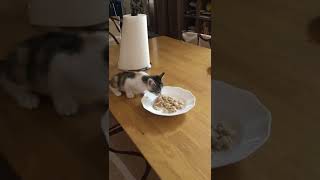 When cats eat your food