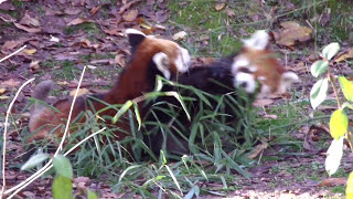 Red Pandas Frolicing | Cincinnati Zoo 2015