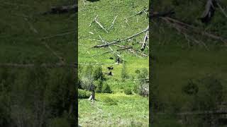 Petrified Tree Bear- Yellowstone Nation Park