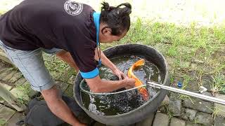 ORANG MANCING IKAN BESAR DI KOLAM