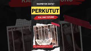 Ngombyok Perkutut dapat Rejeki Perkutut Katuranggan Kalung Tepung Daringan Kebak #shorts