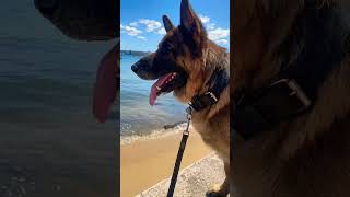 Lunch with German Shepherd by the bay☀️