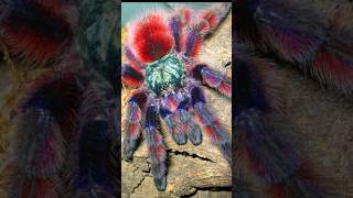 so YOU thought Tarantulas were BORING? #shorts