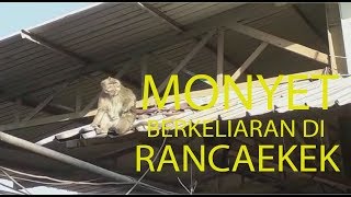 Viral ! Monyet Berkeliaran di Atap Pabrik - Pabrik Rancaekek