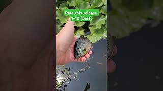 Ready to go? #fishing #catchandrelease #creekfishing #bluegill #shorts #trending #viral #home