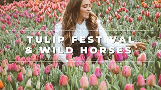 Wild Horses, Abandoned Mine, and Thanksgiving Point Tulip Festival