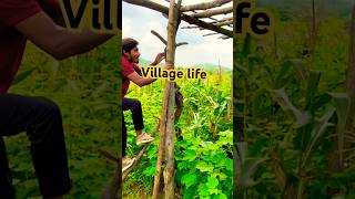 Ham bhatakte hain❣️ #pahadi #hills #nainital Village Vlogs  kudarti || Village life#music #nature