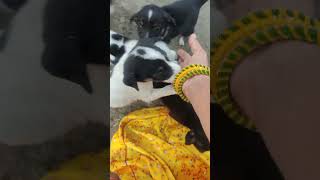 #street puppy #trending #dog #youtubvideo