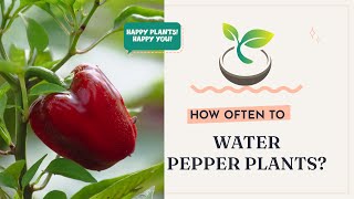 🌶️🌿How Often to Water Pepper Plants for Maximum Yield?