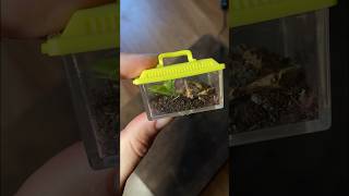 Making the world’s SMALLEST tarantula enclosure!! #shorts #tarantula