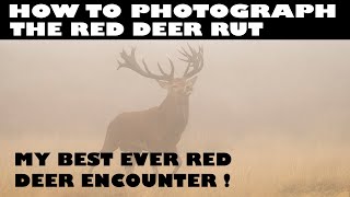 HOW TO PHOTOGRAPH RED DEER