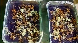 UBE HALAYA RECIPE || Panghandaan at pang negosyo