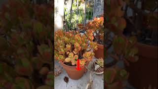 Jade Plant Turning Orange / Red #Shorts