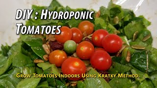 DIY : Growing Hydroponic Tomatoes From Seeds Using Kratky Method. Also Tried Cloning.