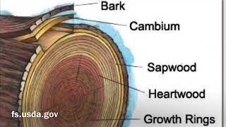 Forestry Friday - Emerald Ash Borer in Warren County