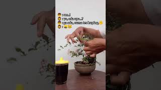 sakura mikro bahan bajar bonsai paling Recommended #sakura #pemula