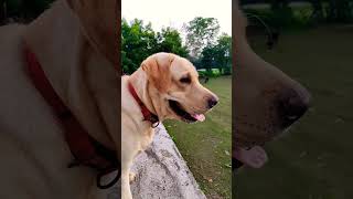 Desi Dog vs Labrador Dog #shorts