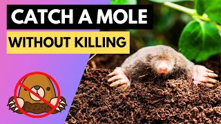 How to Catch A Mole in Your House or Yard (Without Harming Them)