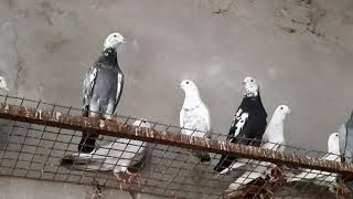 Pigeons and Pigeons | Pigeons Lovers 💘