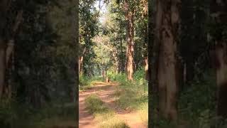 Hungry tiger looking for her supper at Kanha- October 2020