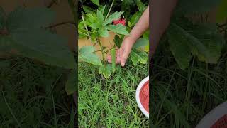 Okra harvesting from terrace garden | Ladies finger | Fresh Organic veg #rooftop #nature #shorts