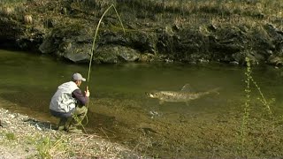 Pecanje pastrmke na reci Lopatnici (Tolišnici) kod Kraljeva - Mušičarenje | Fly fishing brown trout