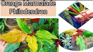 Orange Marmalade Philodendron Propagation and Care