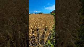 Kissan Ki Mahannat 😍😍 #foryou #vlog #village #wheat