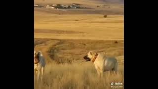 kangal köpekleri