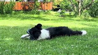 Bordercollie relax time