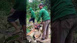 tebang kayu jati #stihl070 #chainsaw #chainsawstihl #stihl #chainsawman #tebang #sthil