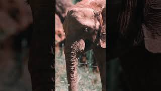 Elephant #shorts #viral #trending