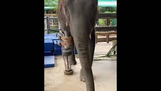 Elephant with artificial leg animal need care