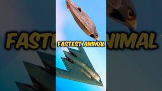 peregrine falcon fastest bird on earth   #speed  #shorts