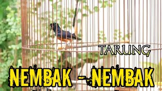 KRETEKAN MURAI BATU MEMANCING EMOSI TARUNG NEMBAK NEMBAK