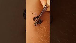 getting stung by a bulletant #Amazonas #animal #bulletant